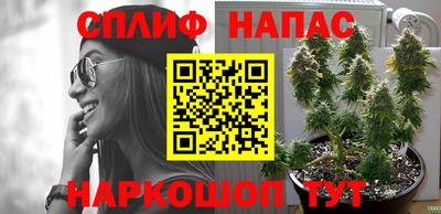 спиды Кингисепп